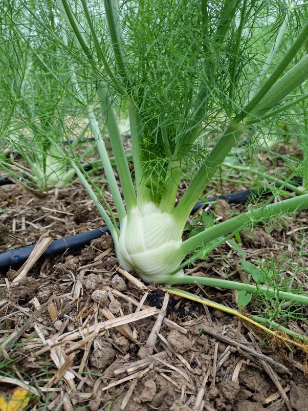 whatsapp image 2025-03-13 at 18.40.53.jpeg